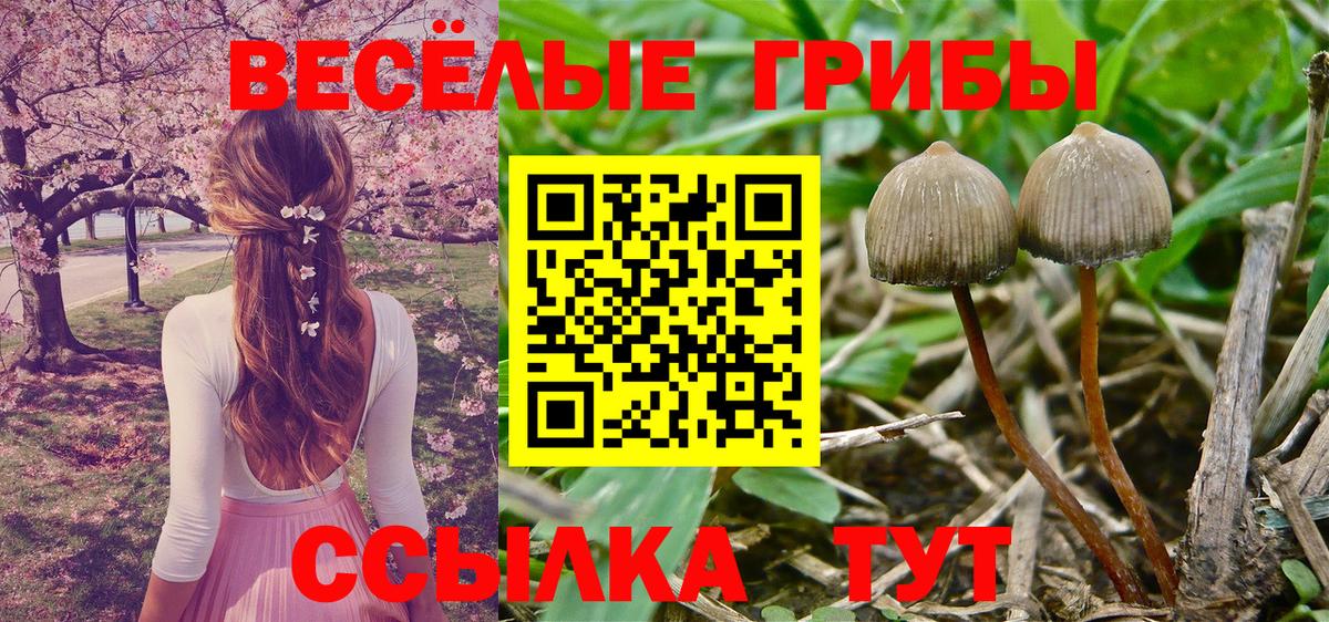 Псилоцибиновые грибы Psilocybine cubensis Камышин